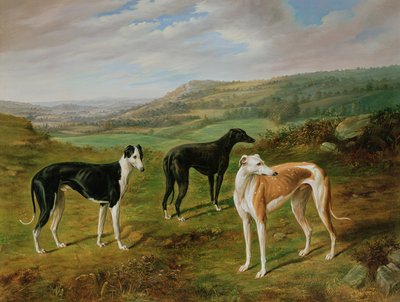 Greyhounds by Benjamin Cam Norton